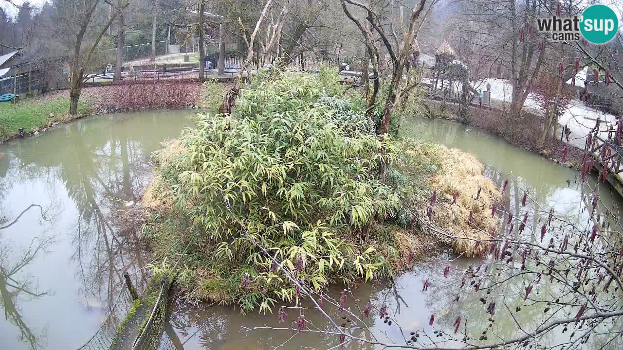 Südlicher Gelbwangen-Schopfgibbon Zoo Ljubljana webcam