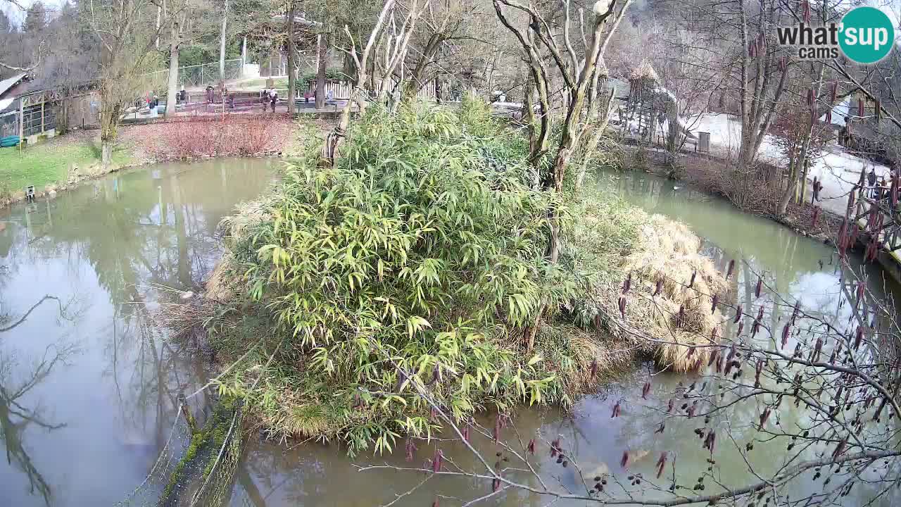 Südlicher Gelbwangen-Schopfgibbon Zoo Ljubljana webcam