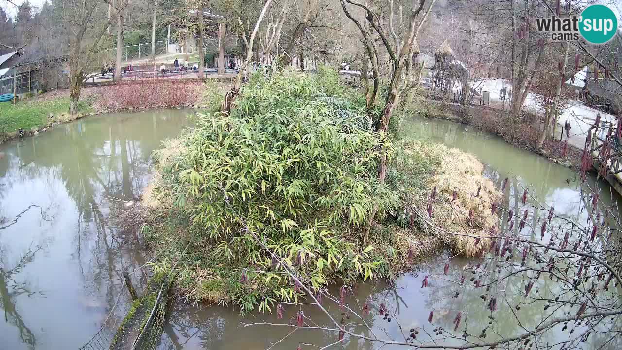 Südlicher Gelbwangen-Schopfgibbon Zoo Ljubljana webcam