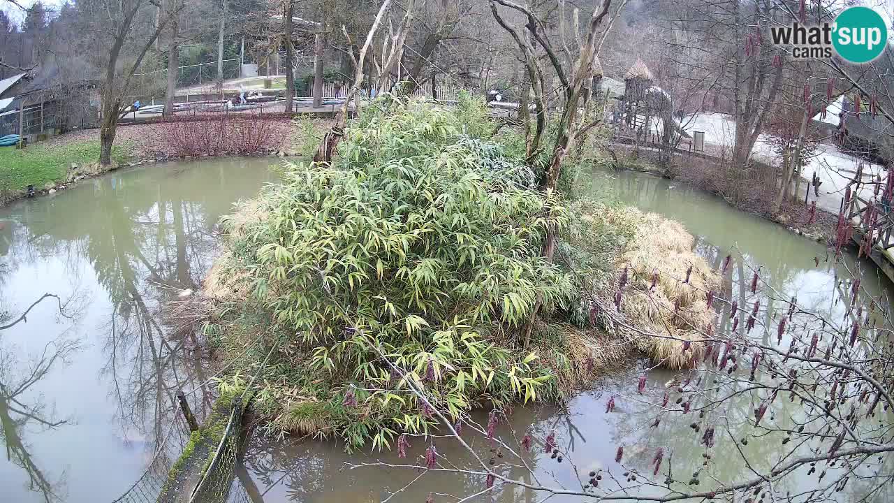 Gibbone dalle guance rosa nello ZOO di Ljubljana