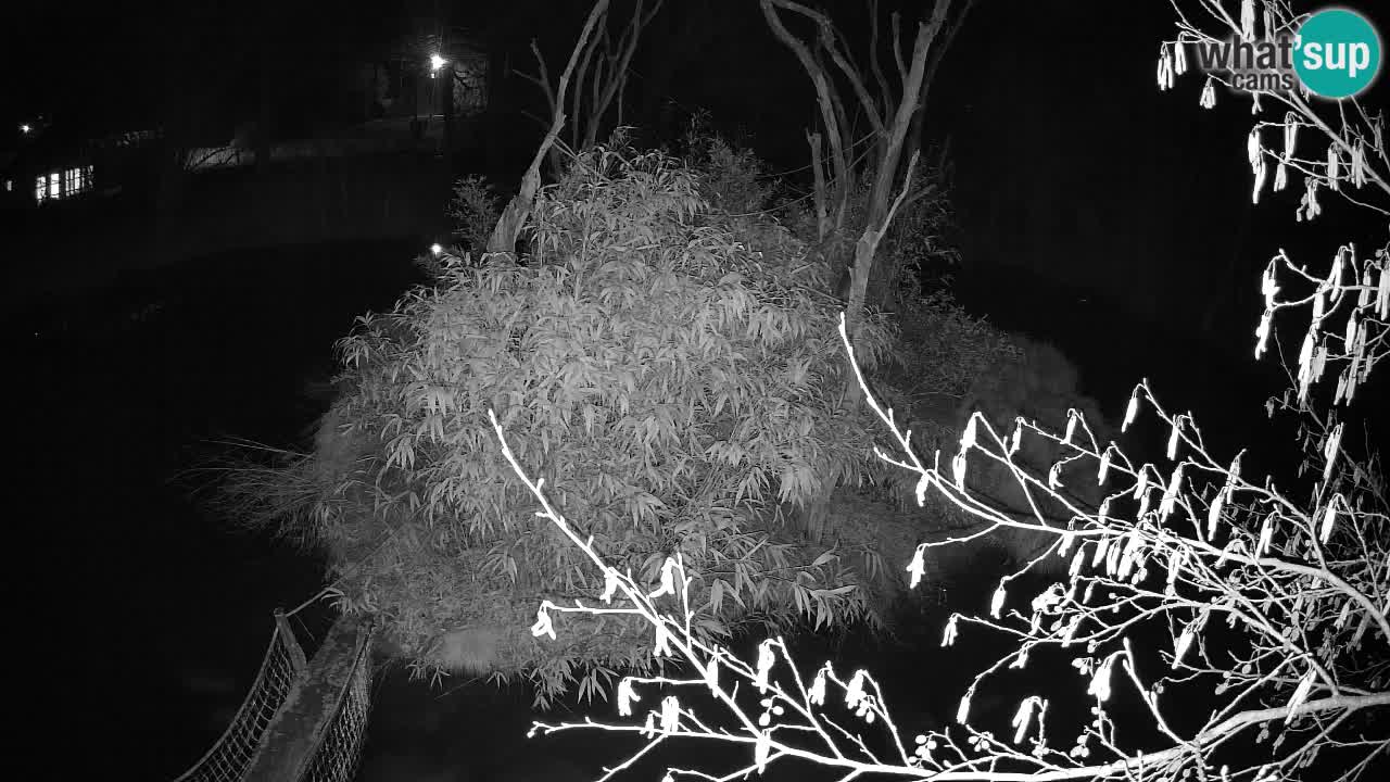 Südlicher Gelbwangen-Schopfgibbon Zoo Ljubljana webcam