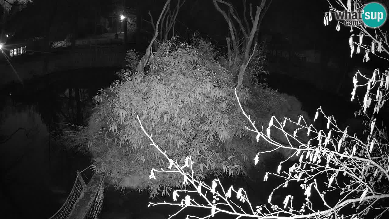 Gibbone dalle guance rosa nello ZOO di Ljubljana