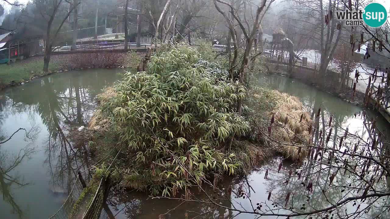 Yellow-cheeked gibbon Zoo Ljubljana livecam