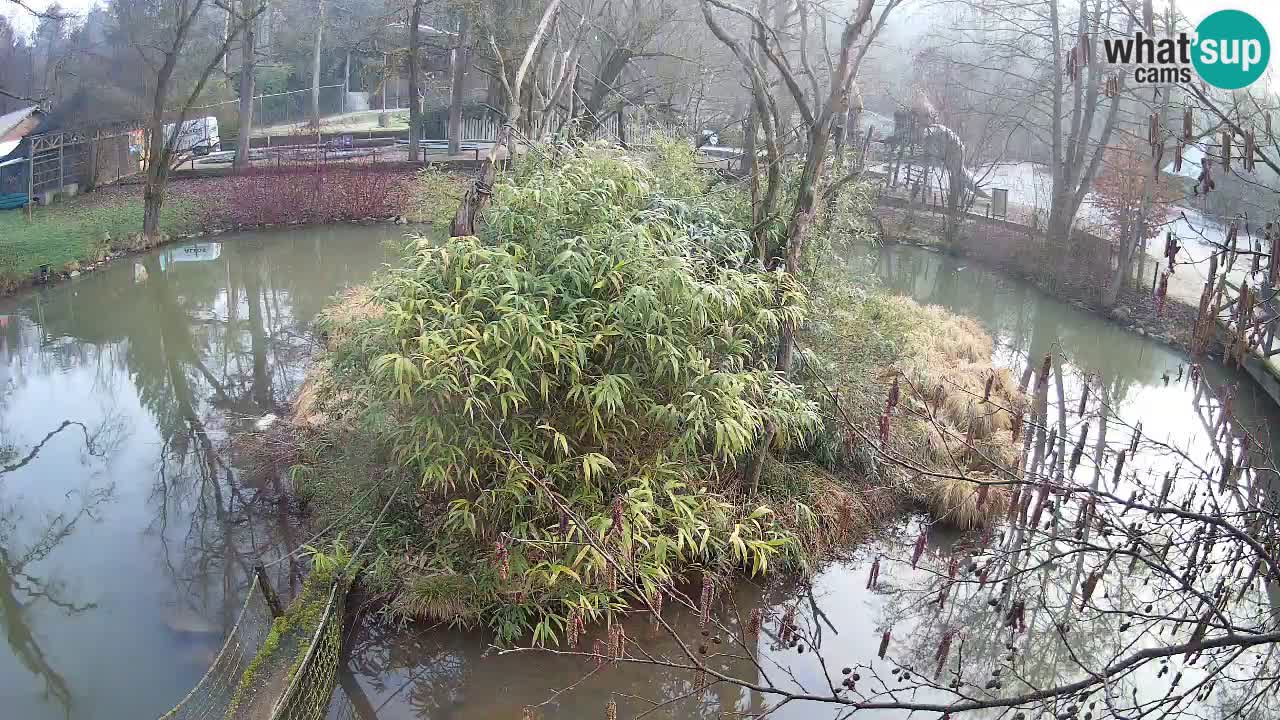 Zlatolični gibon živalski vrt Ljubljana