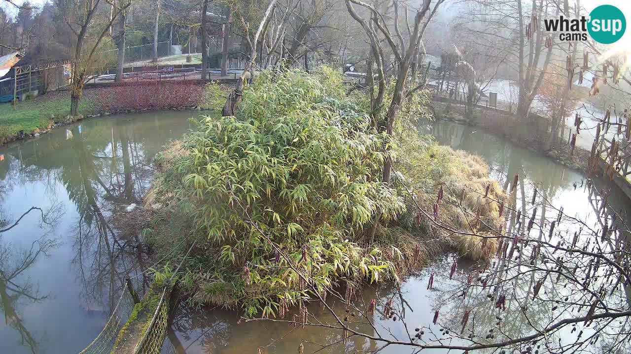 Gibon – Nomascus gabriellae – Zoo Ljubljana web kamera