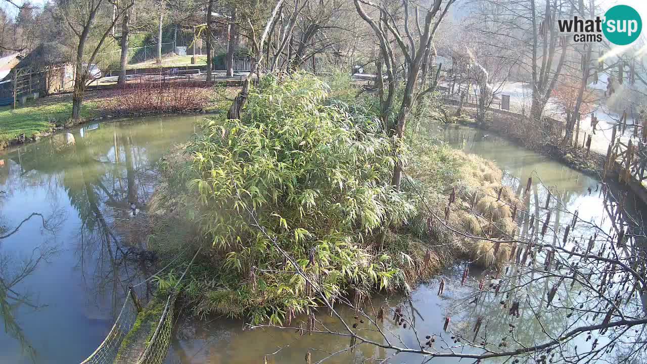 Gibon – Nomascus gabriellae – Zoo Ljubljana web kamera