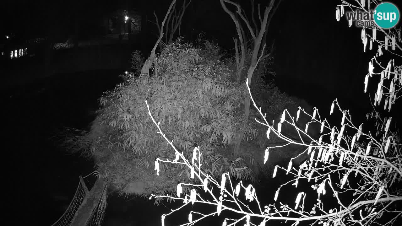 Zlatolični gibon živalski vrt Ljubljana