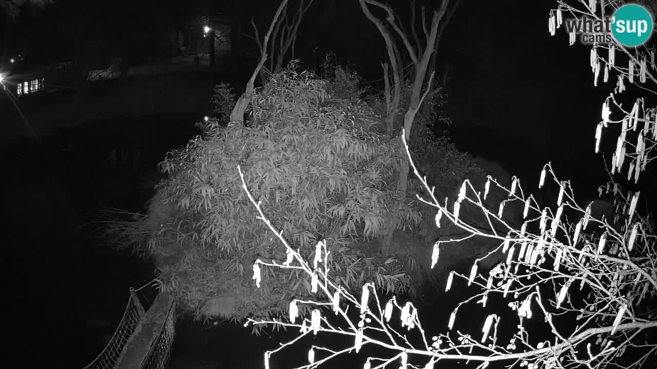 Zlatolični gibon živalski vrt Ljubljana