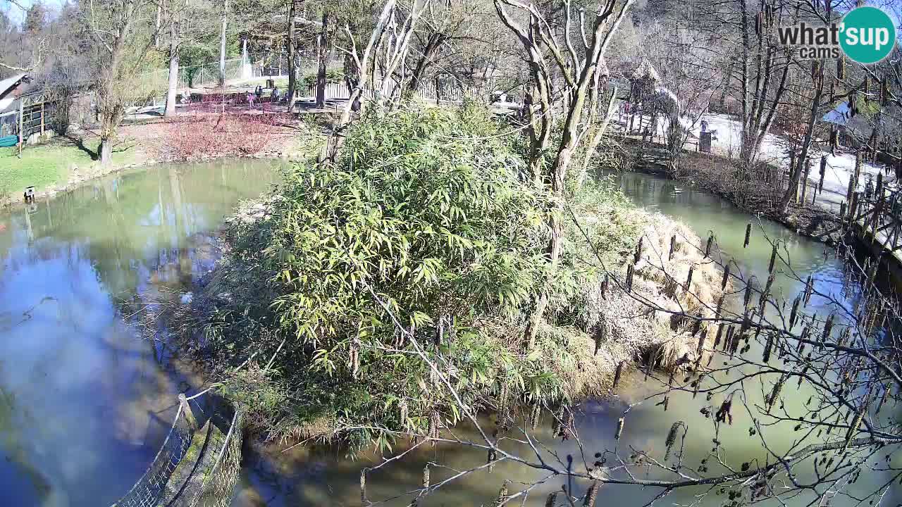 Gibón de mejillas beige Zoo Ljubljana