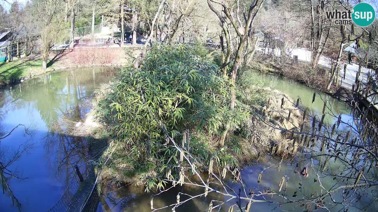 Gibón de mejillas beige Zoo Ljubljana