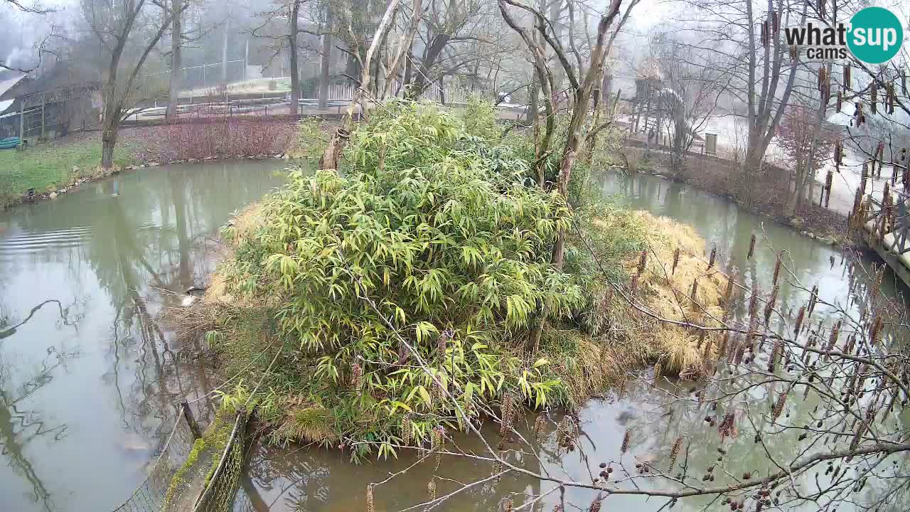 Südlicher Gelbwangen-Schopfgibbon Zoo Ljubljana webcam