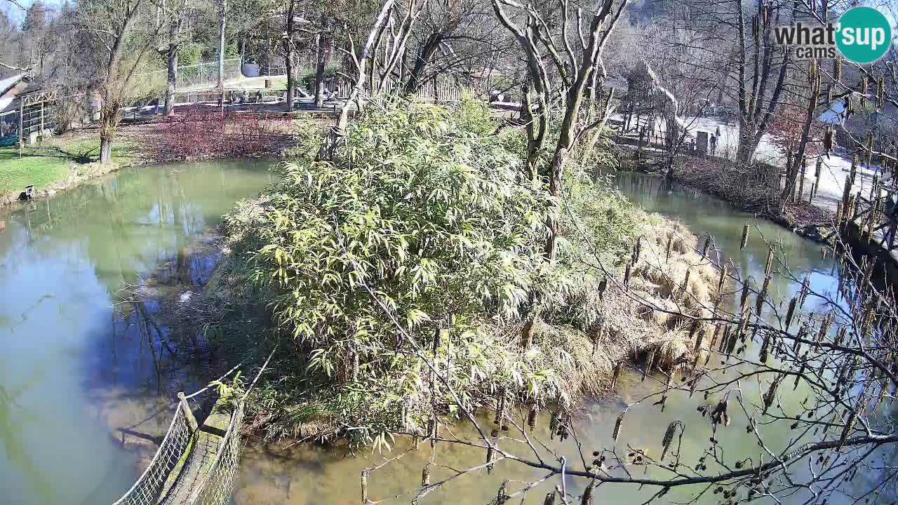 Zlatolični gibon živalski vrt Ljubljana