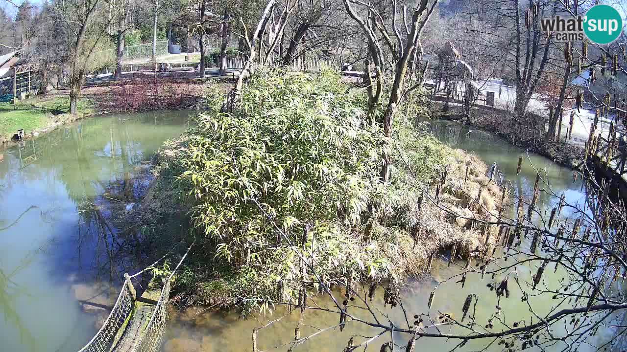 Südlicher Gelbwangen-Schopfgibbon Zoo Ljubljana webcam