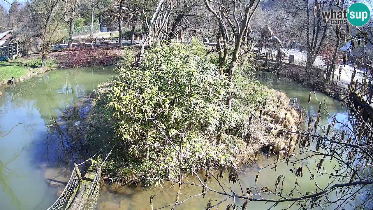 Südlicher Gelbwangen-Schopfgibbon Zoo Ljubljana webcam