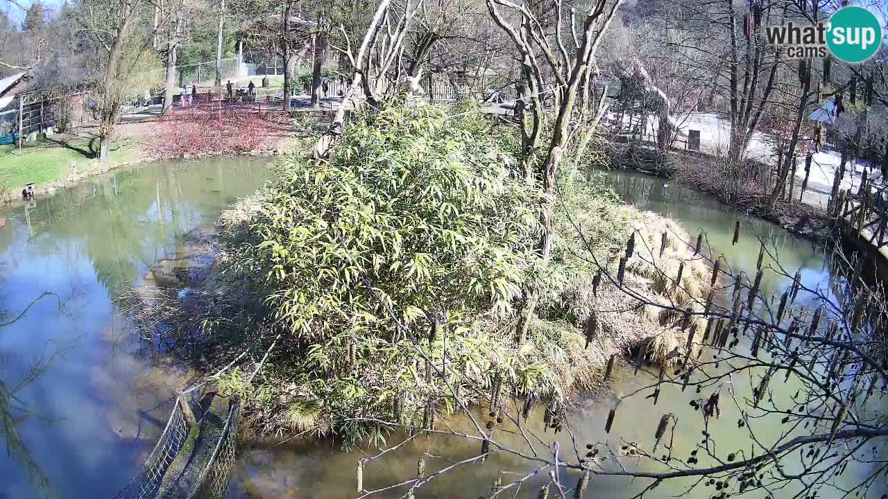 Zlatolični gibon živalski vrt Ljubljana