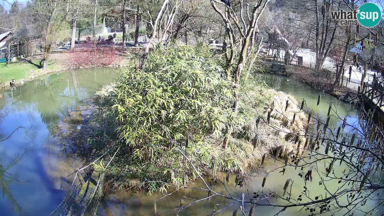 Zlatolični gibon živalski vrt Ljubljana