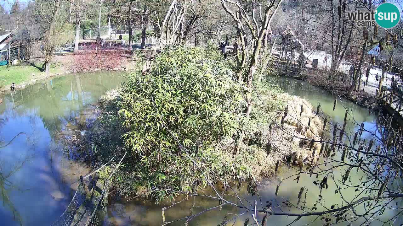 Gibbon à joues jaunes Zoo Ljubljana live cam