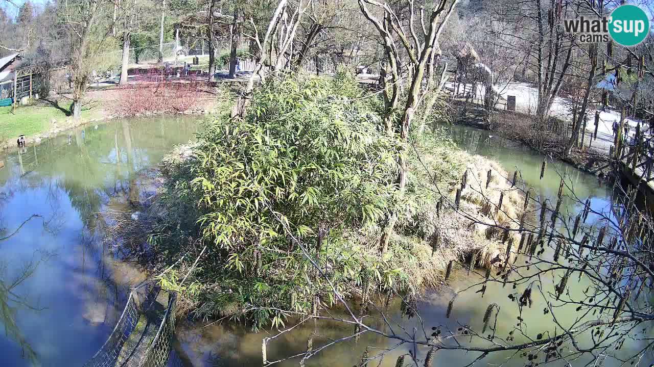 Yellow-cheeked gibbon Zoo Ljubljana livecam