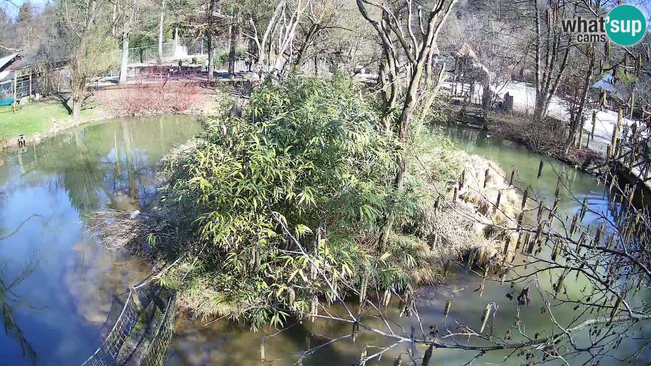 Gibbon à joues jaunes Zoo Ljubljana live cam