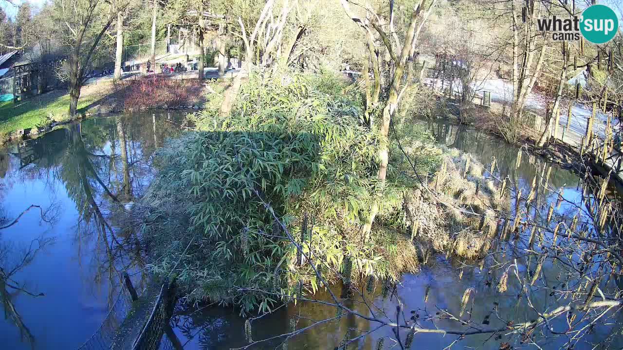 Gibón de mejillas beige Zoo Ljubljana