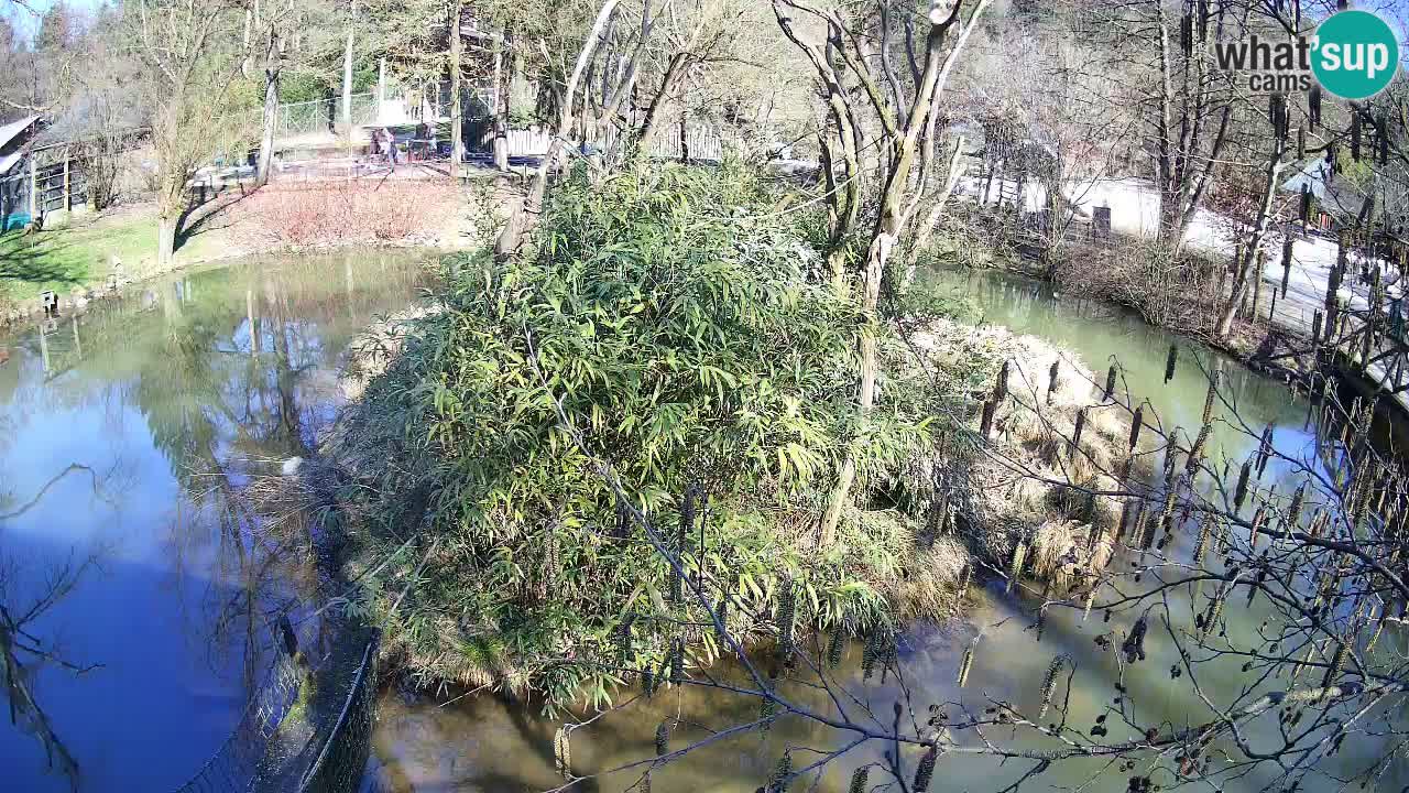 Gibbon à joues jaunes Zoo Ljubljana live cam