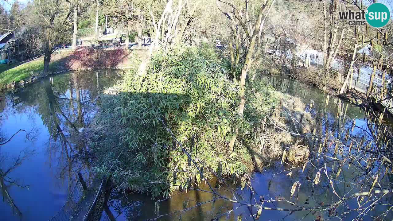 Gibon – Nomascus gabriellae – Zoo Ljubljana web kamera