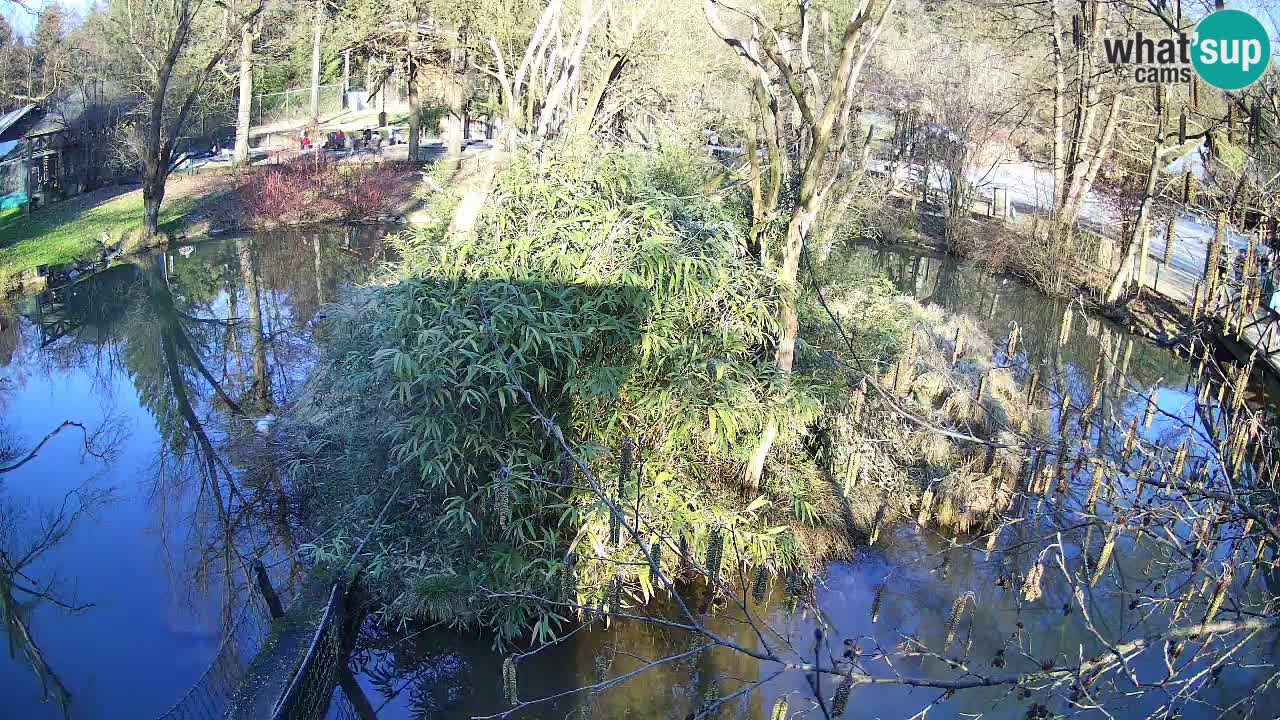 Yellow-cheeked gibbon Zoo Ljubljana livecam
