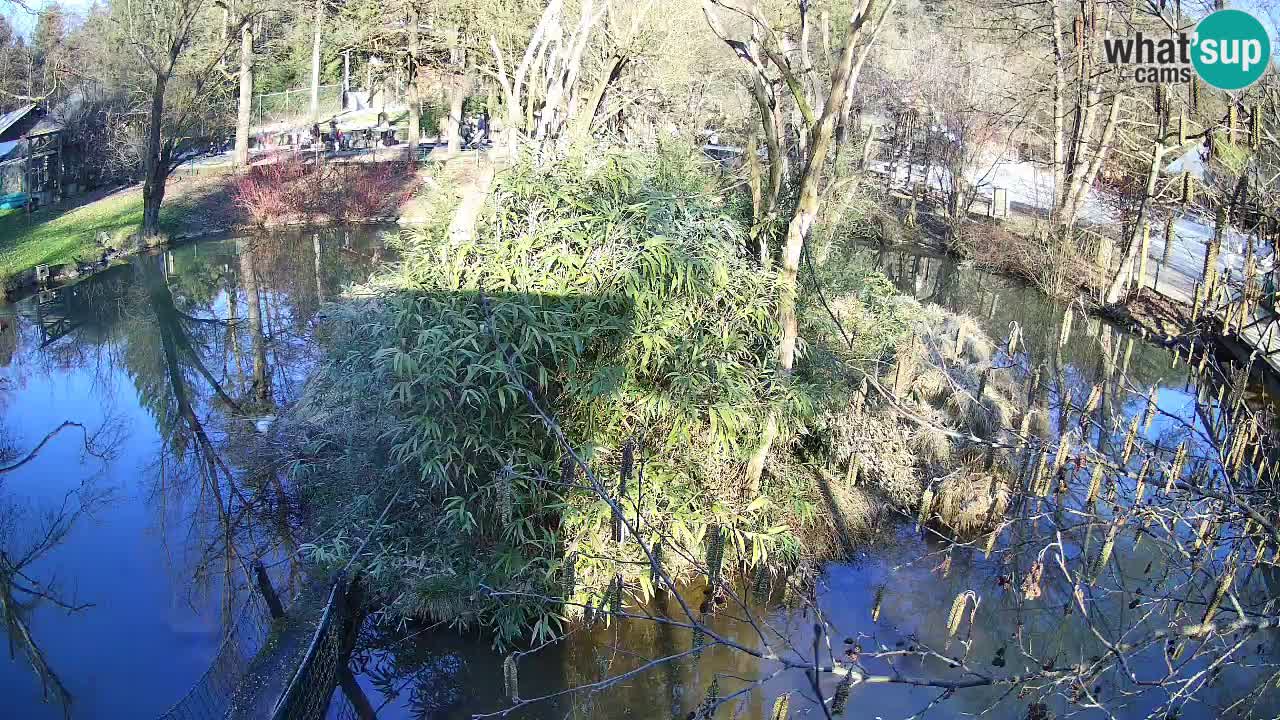 Gibon – Nomascus gabriellae – Zoo Ljubljana web kamera