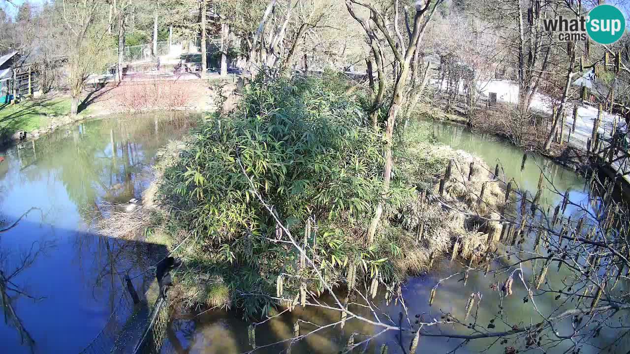 Südlicher Gelbwangen-Schopfgibbon Zoo Ljubljana webcam