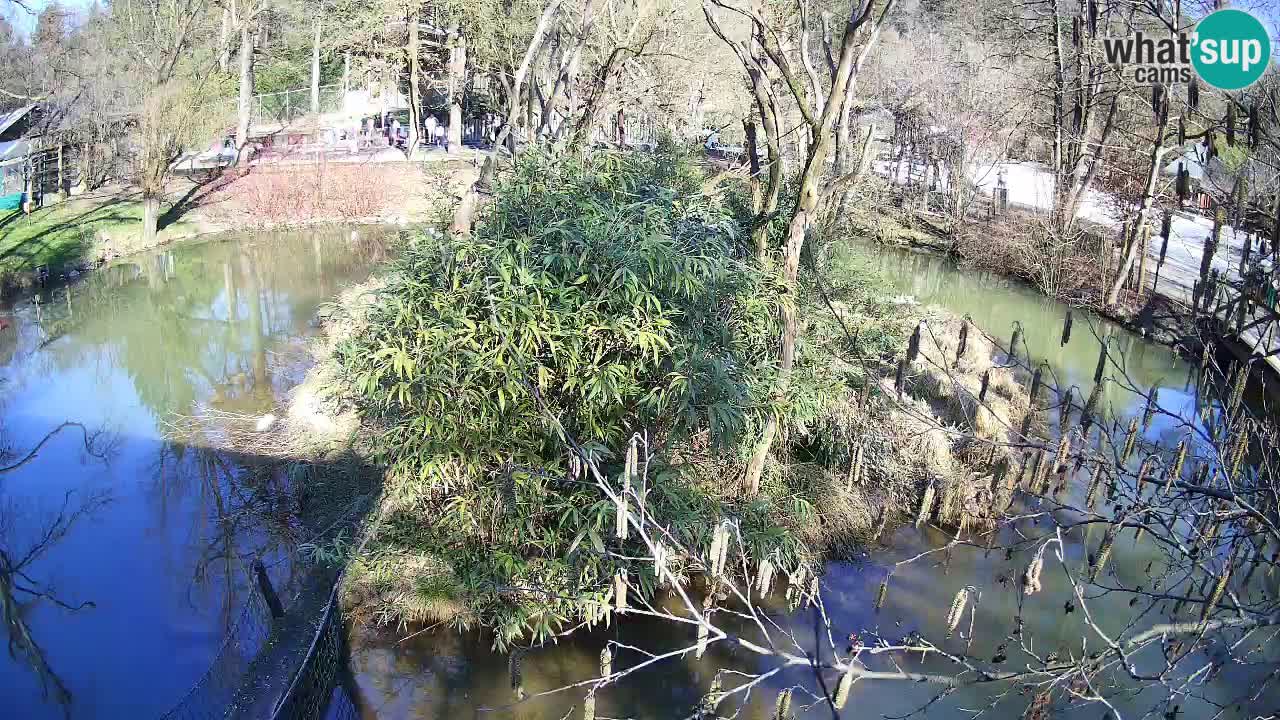 Südlicher Gelbwangen-Schopfgibbon Zoo Ljubljana webcam