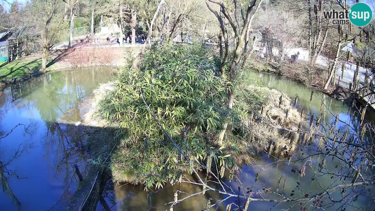 Gibon – Nomascus gabriellae – Zoo Ljubljana web kamera