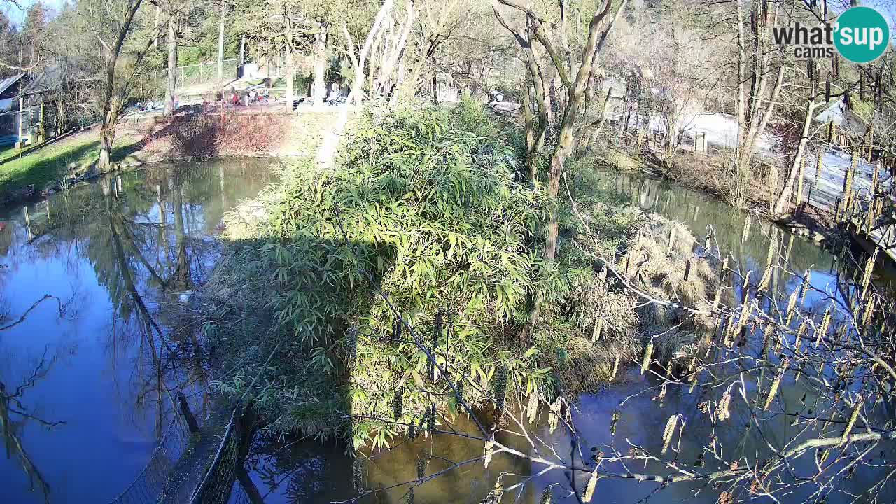 Gibon – Nomascus gabriellae – Zoo Ljubljana web kamera