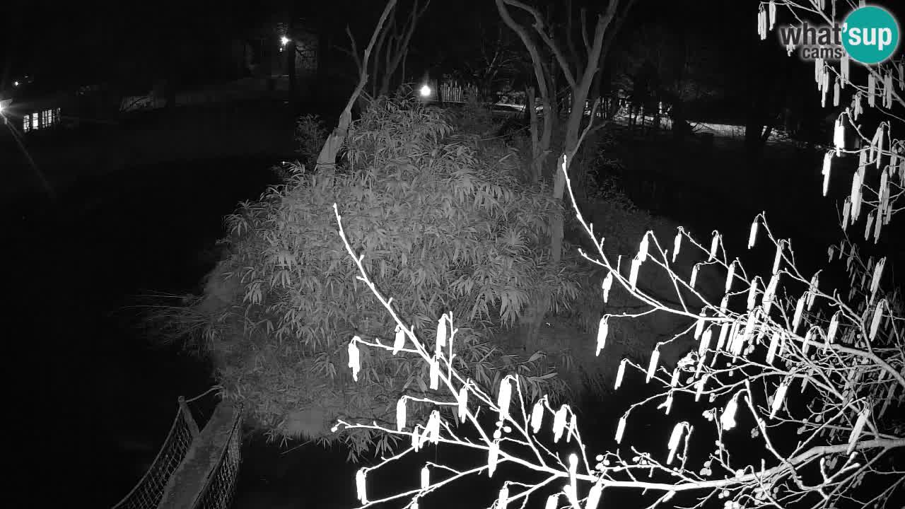 Yellow-cheeked gibbon Zoo Ljubljana livecam