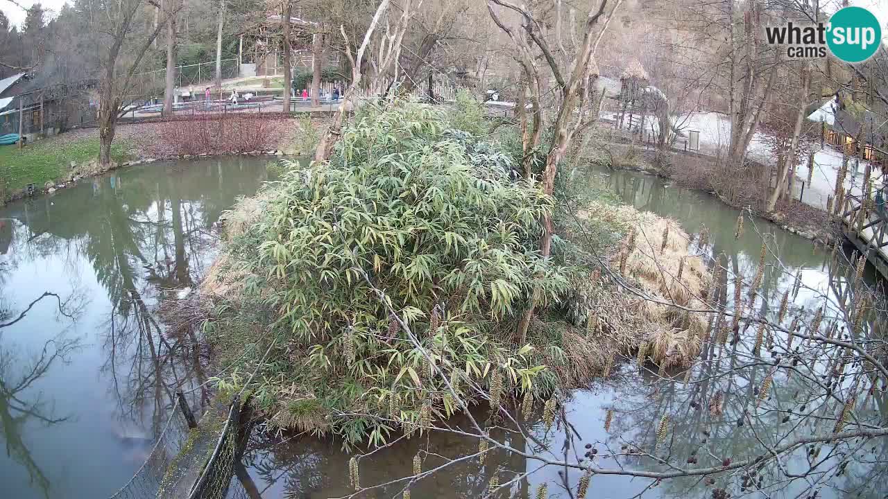 Südlicher Gelbwangen-Schopfgibbon Zoo Ljubljana webcam