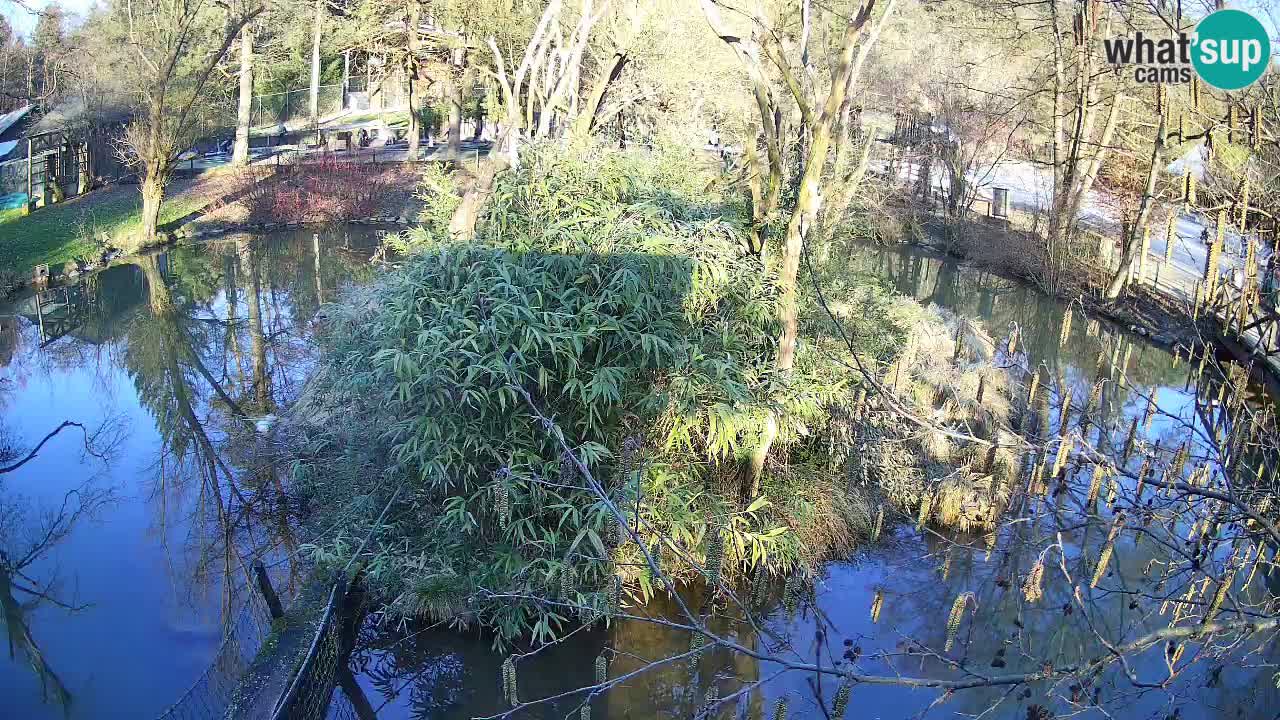 Yellow-cheeked gibbon Zoo Ljubljana livecam