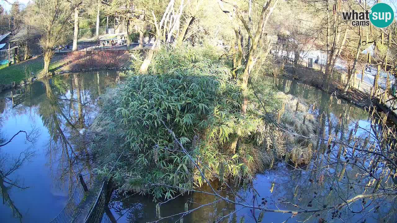 Südlicher Gelbwangen-Schopfgibbon Zoo Ljubljana webcam