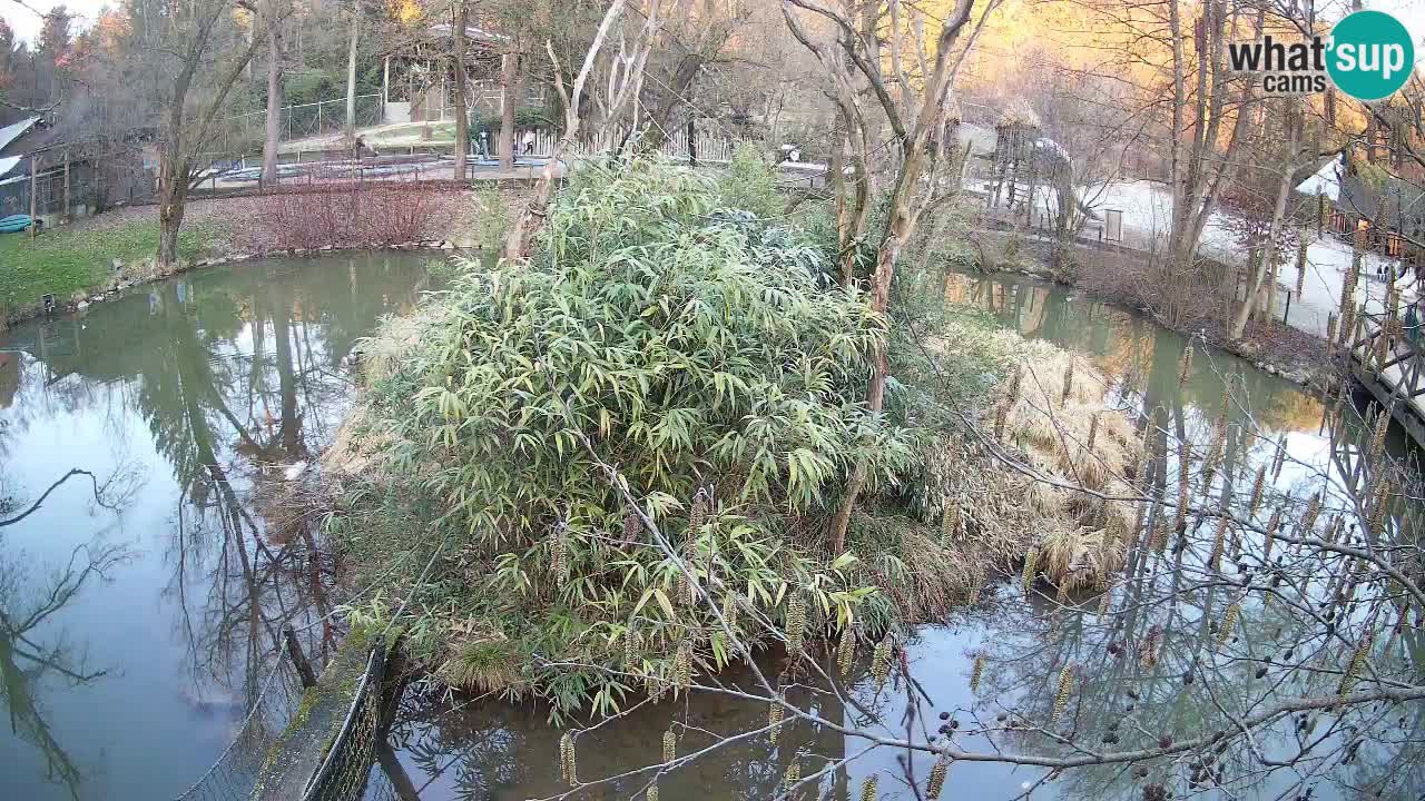 Gibbon à joues jaunes Zoo Ljubljana live cam