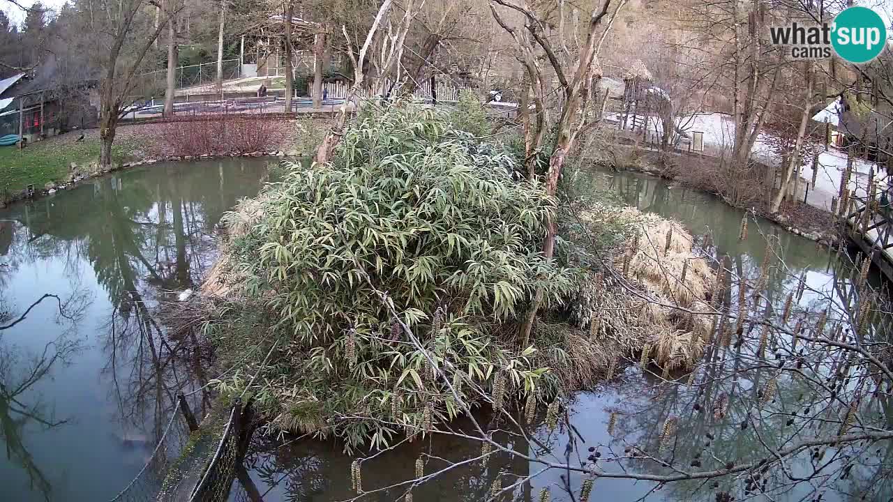 Gibbon à joues jaunes Zoo Ljubljana live cam