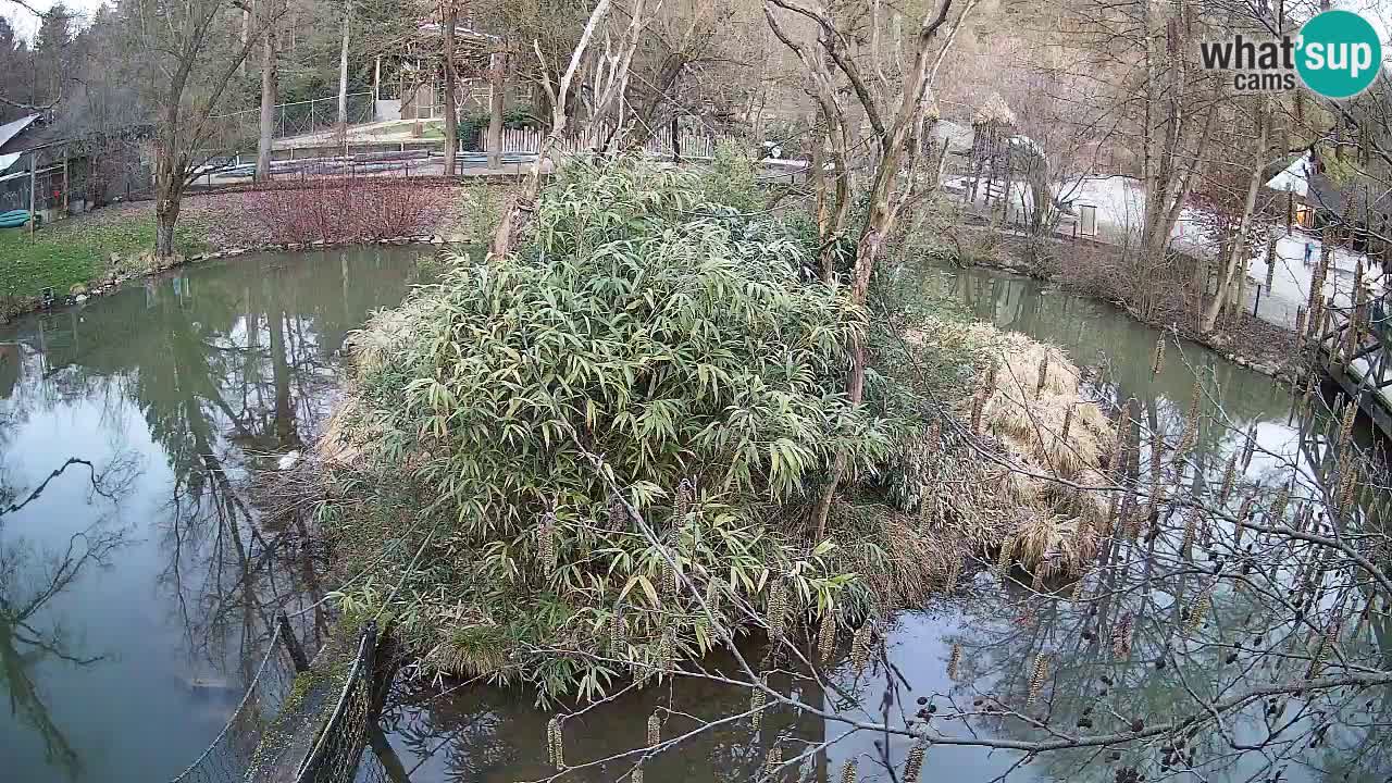 Südlicher Gelbwangen-Schopfgibbon Zoo Ljubljana webcam
