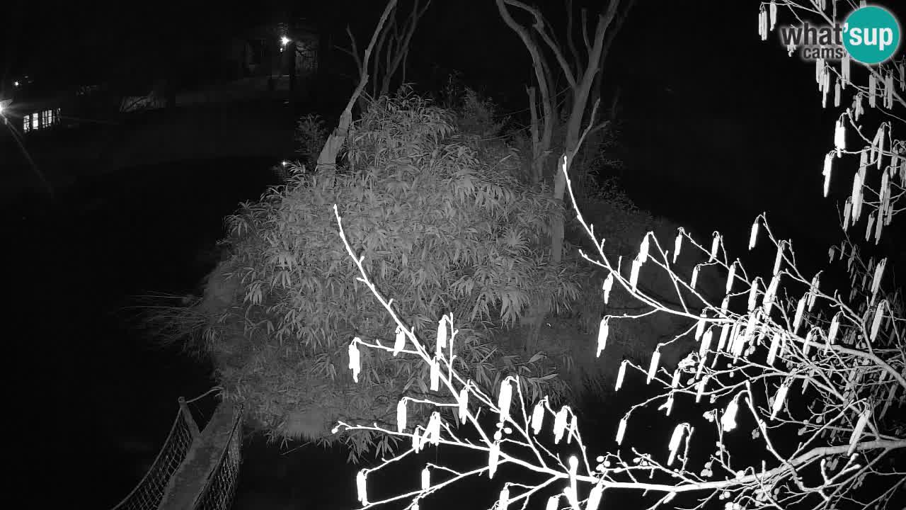 Südlicher Gelbwangen-Schopfgibbon Zoo Ljubljana webcam