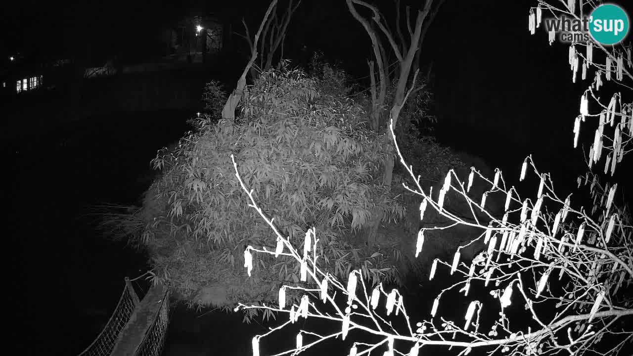 Südlicher Gelbwangen-Schopfgibbon Zoo Ljubljana webcam