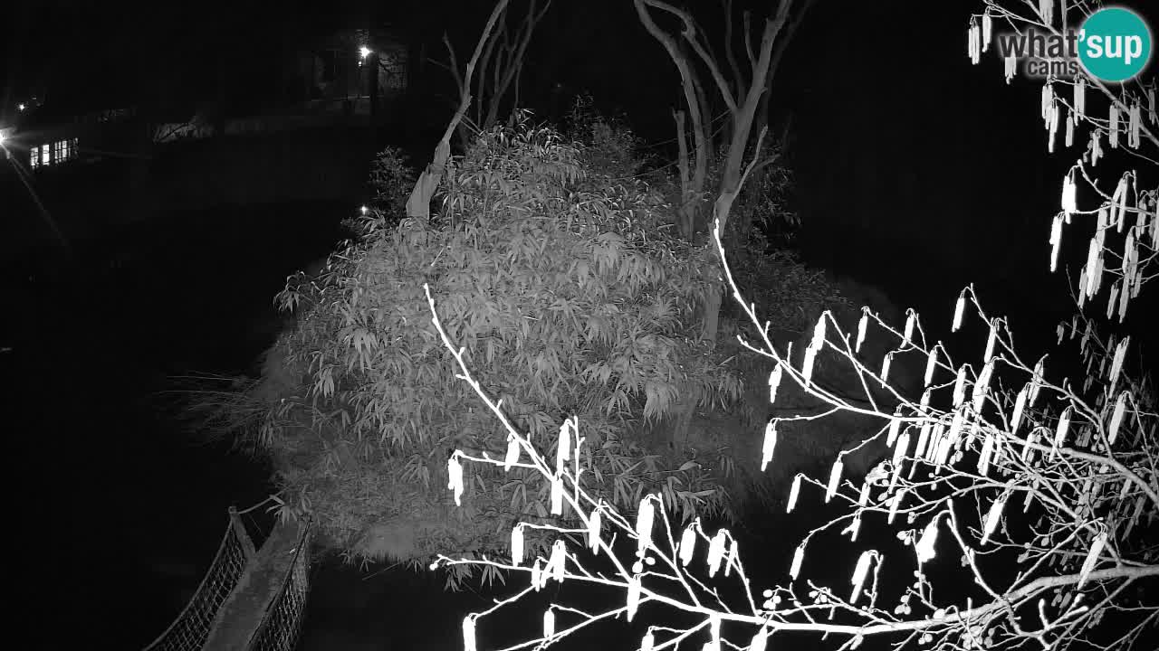 Gibbon à joues jaunes Zoo Ljubljana live cam