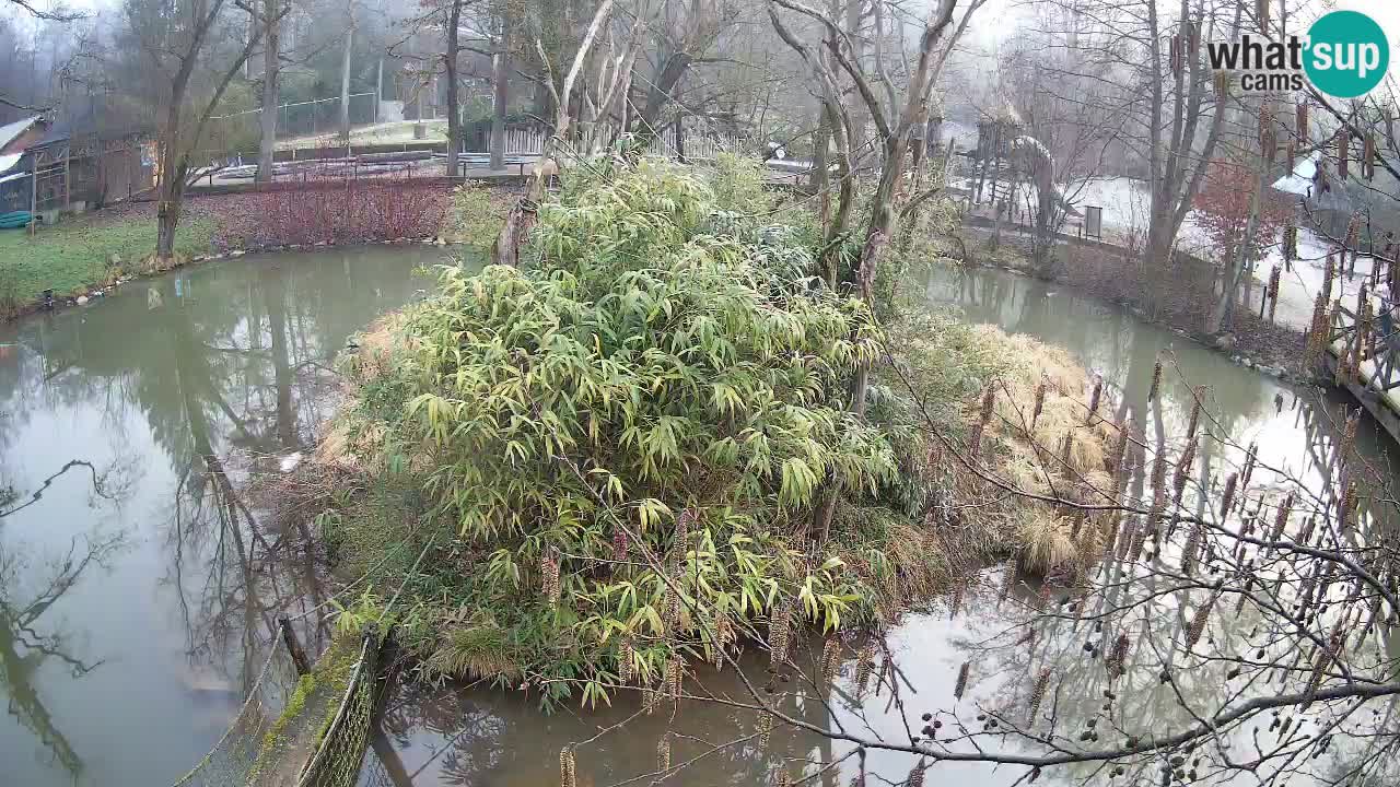 Gibbon à joues jaunes Zoo Ljubljana live cam