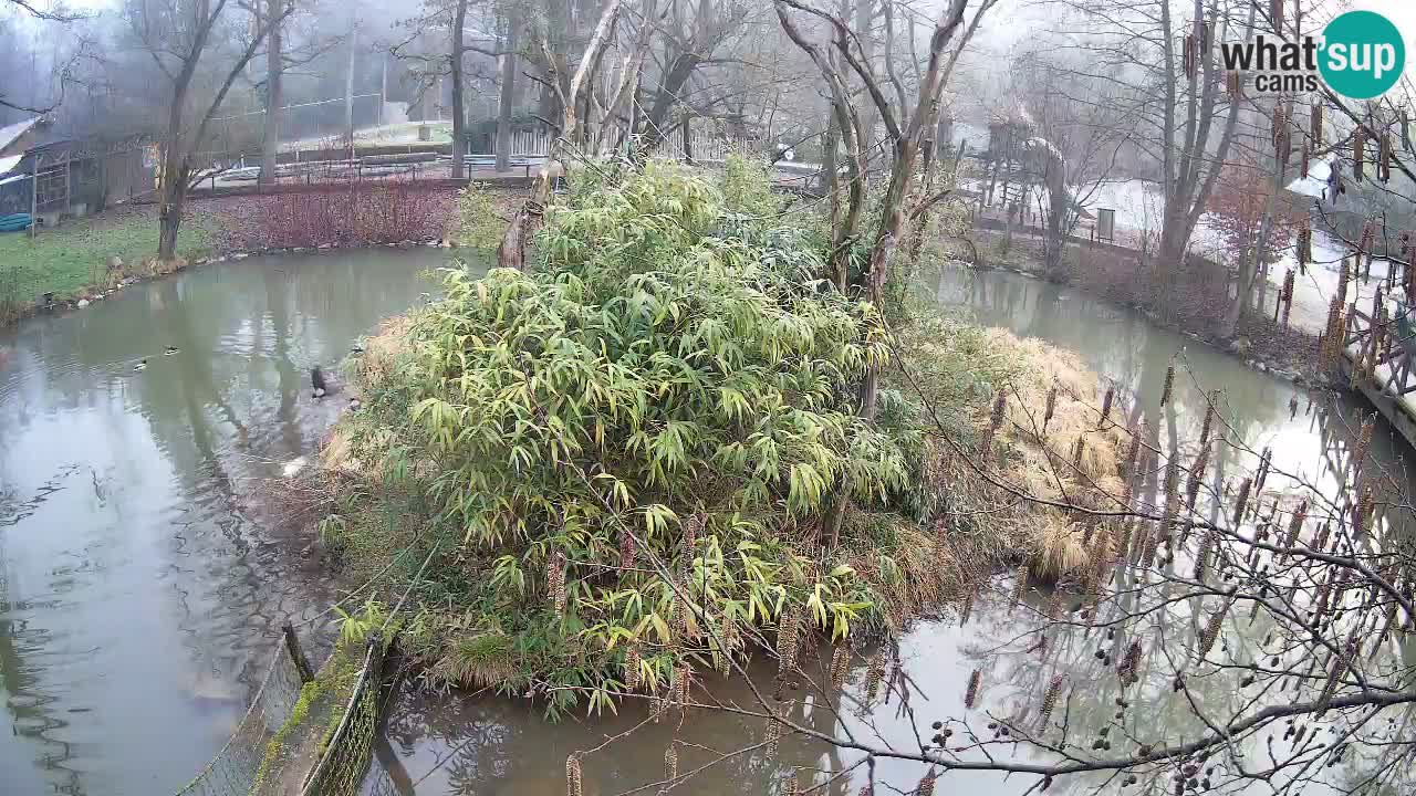 Gibón de mejillas beige Zoo Ljubljana