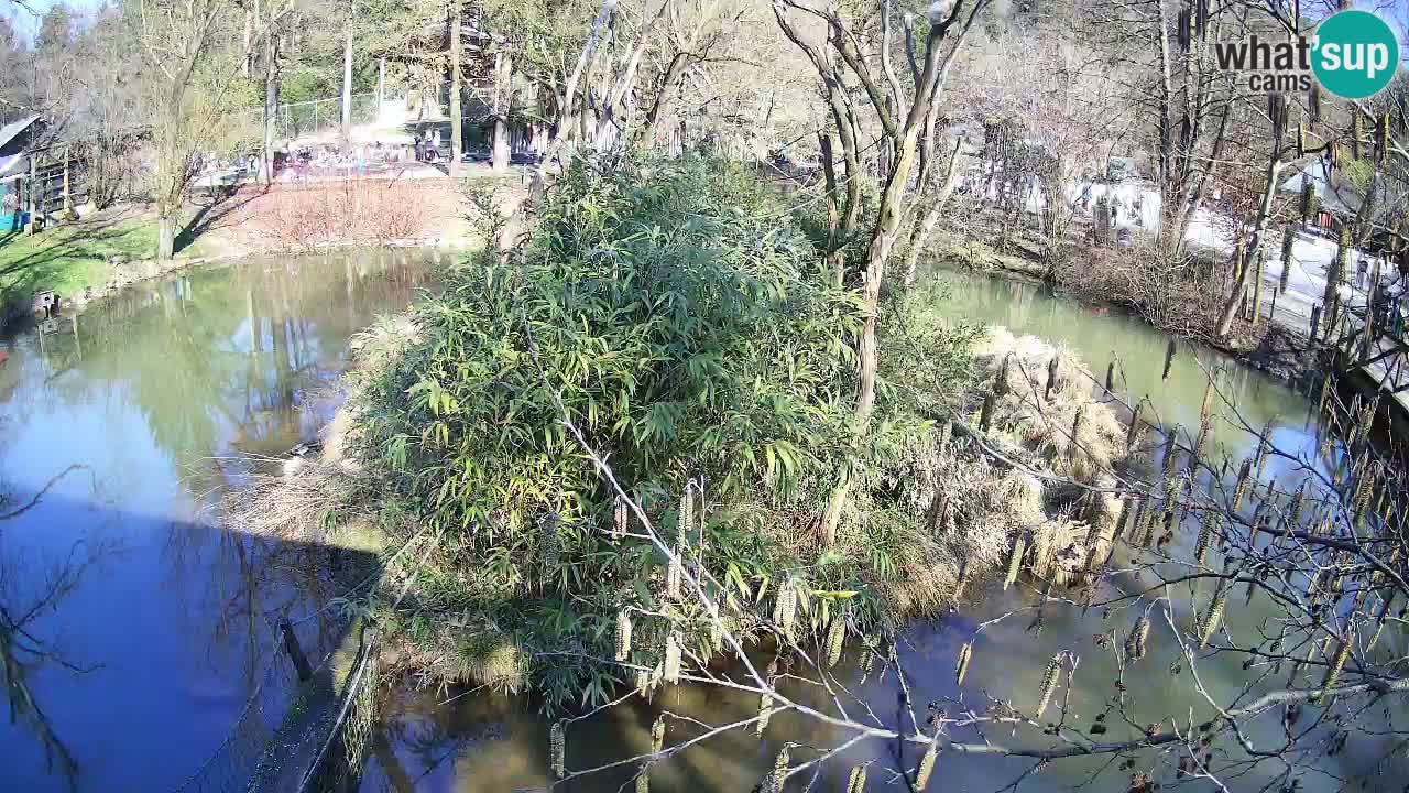 Zlatolični gibon živalski vrt Ljubljana