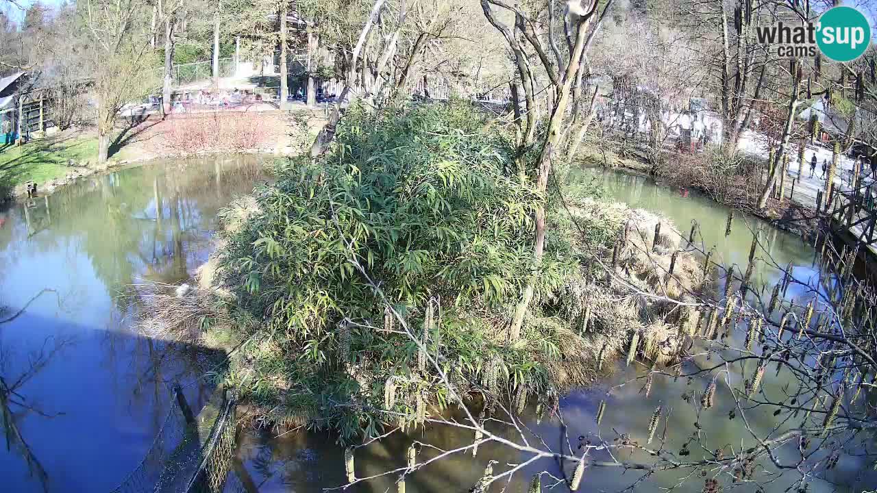 Zlatolični gibon živalski vrt Ljubljana