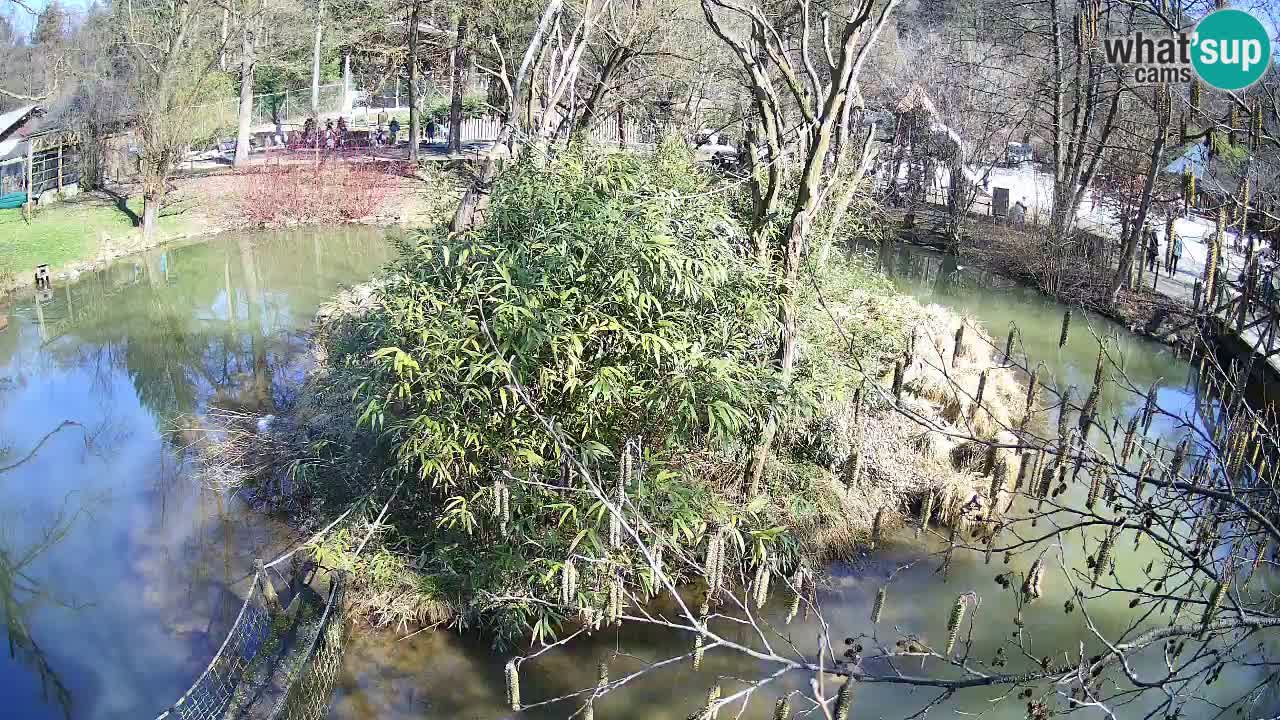 Gibón de mejillas beige Zoo Ljubljana
