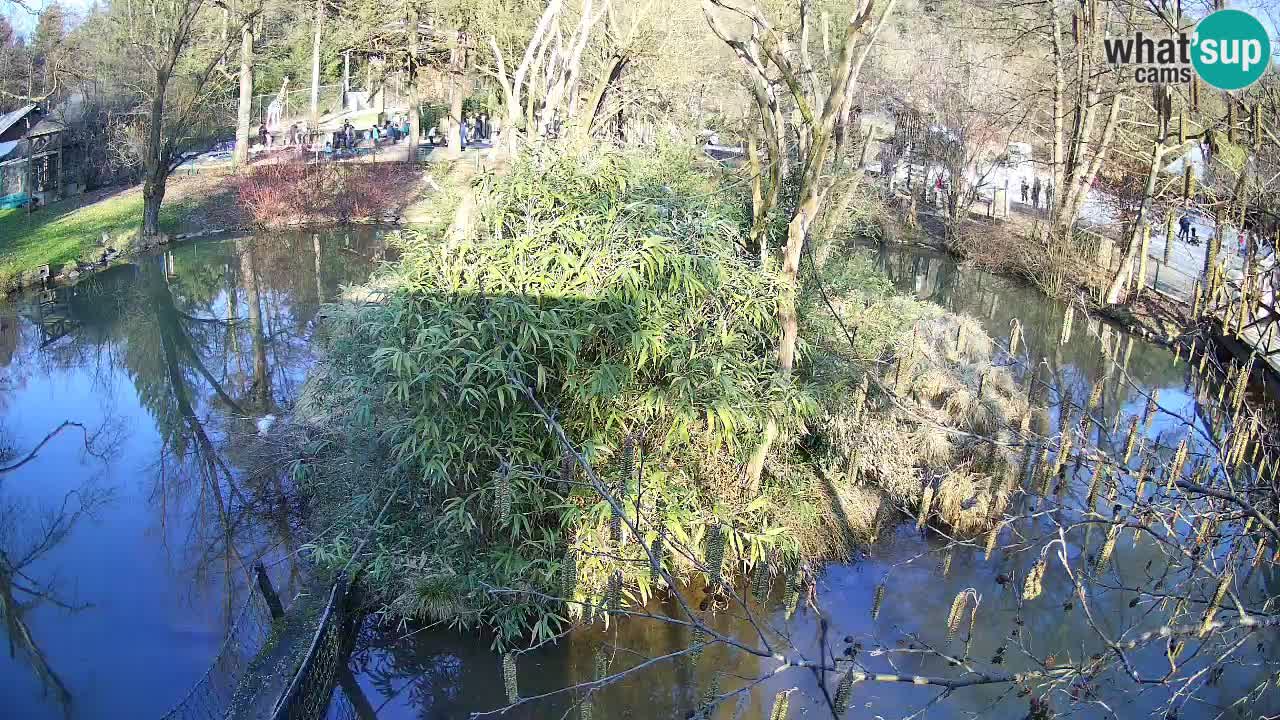 Yellow-cheeked gibbon Zoo Ljubljana livecam