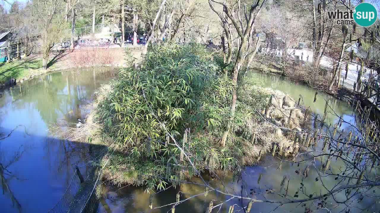 Gibbon à joues jaunes Zoo Ljubljana live cam