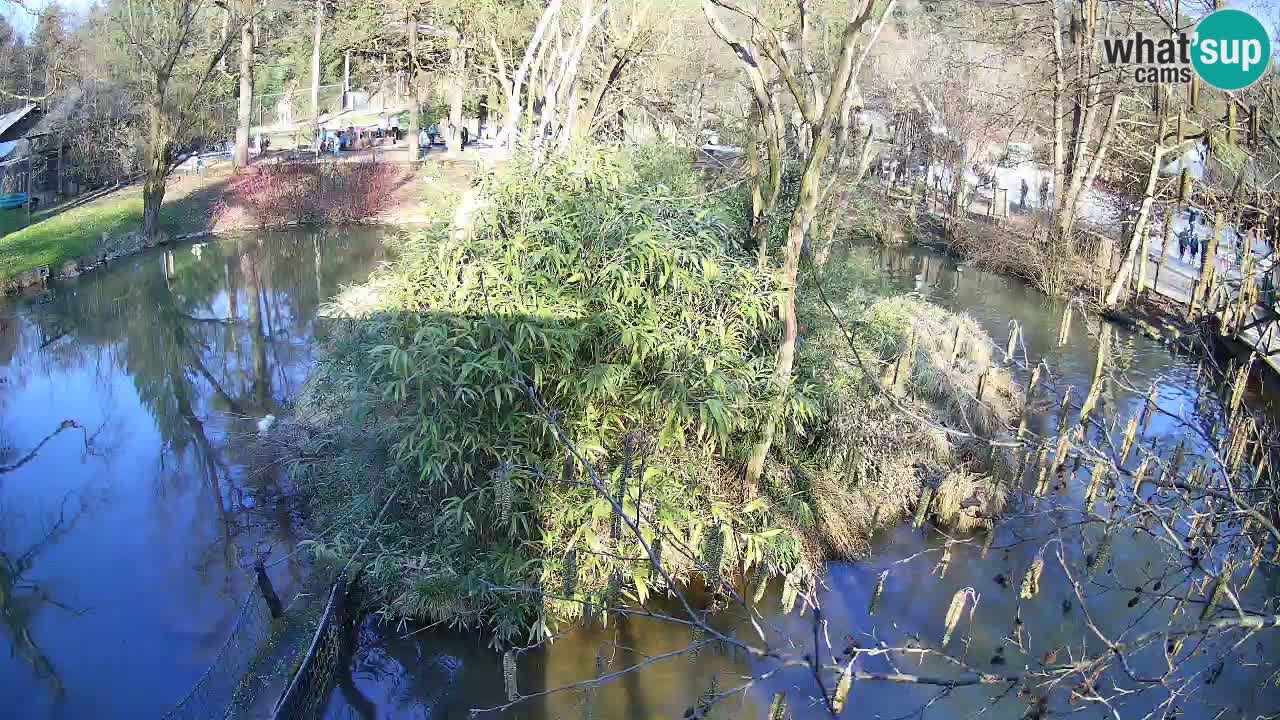 Zlatolični gibon živalski vrt Ljubljana